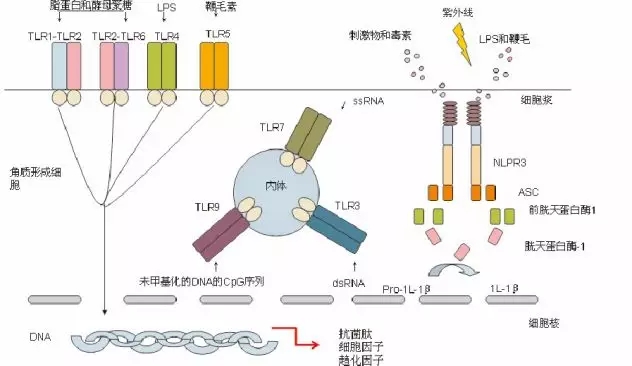 角质形成细胞能接受外界"危险信号"刺激并转化传递给皮肤内免疫细胞