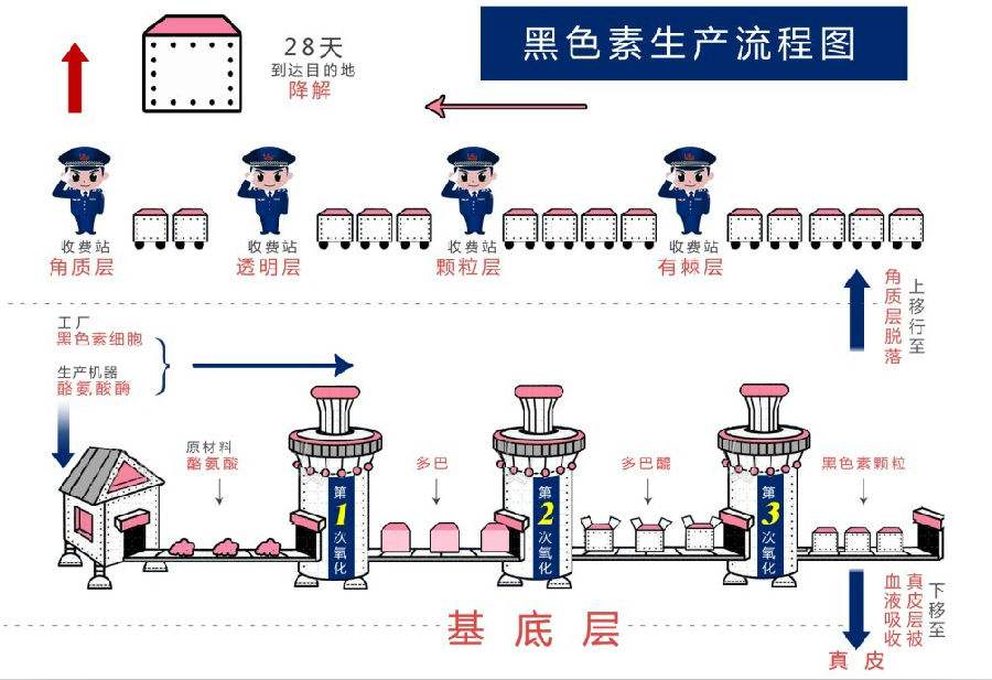 如何阻断黑色素?