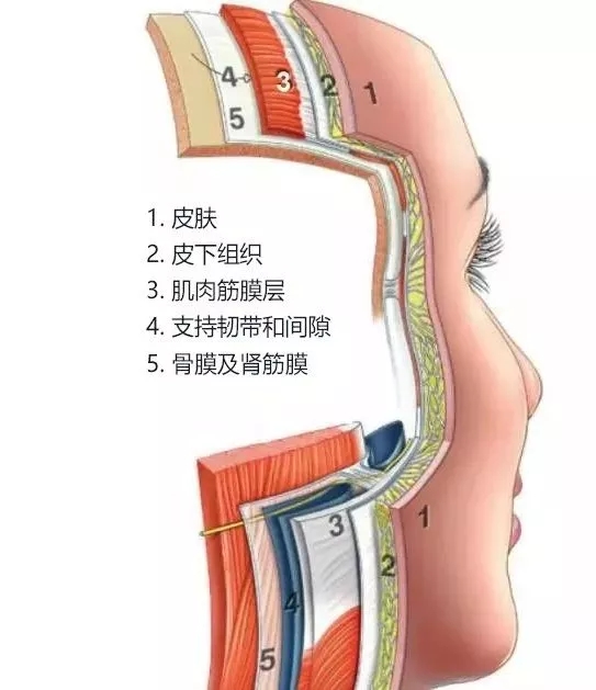 皮肤,皮下组织,筋膜层,支持韧带和间隙,骨膜及深筋膜.