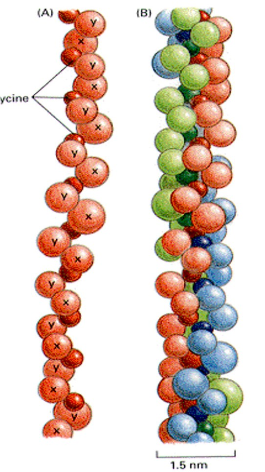 其肽鏈的一級結構具有(gly-x-y)n重複序列, 其中x常為脯氨酸(pro), y